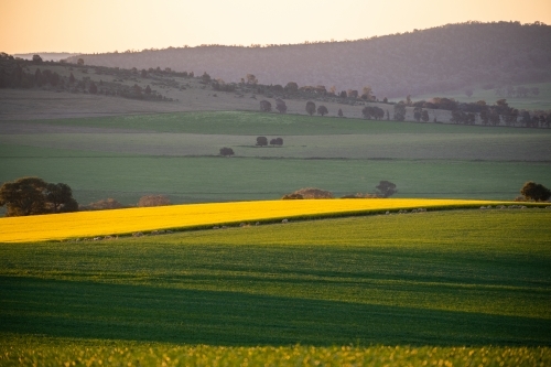 Sunset over Beckom wheat and canola - Australian Stock Image