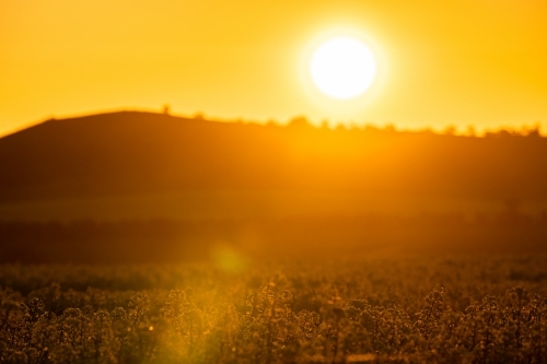 Sunset over flowering canola crop - Australian Stock Image