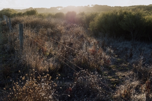 Sunset over rural land with dry grasses and wild plants - Australian Stock Image