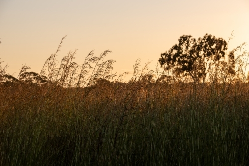 Sunset View with tall grass - Australian Stock Image