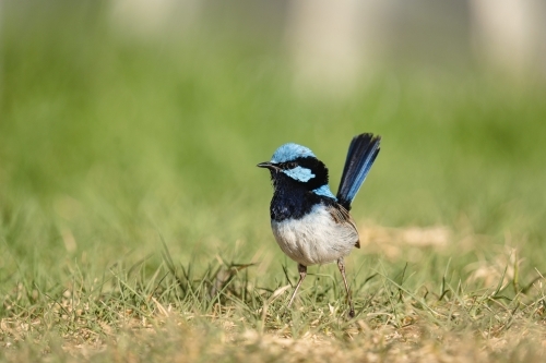Superb fairywren on grass - Australian Stock Image