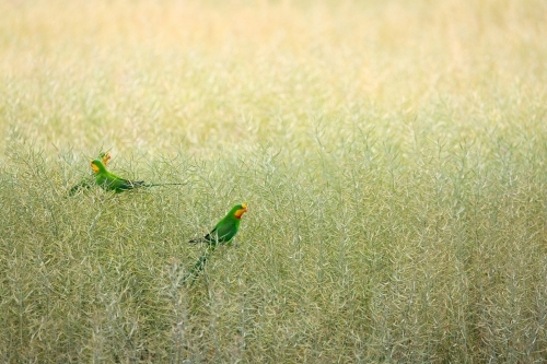 Superb parrots (threatened species) eating in a canola crop near Wombat in Southern new south wales - Australian Stock Image