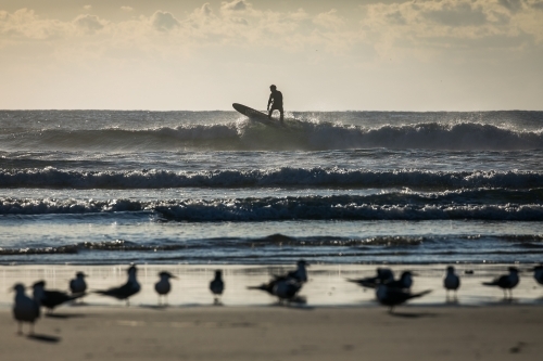 Surfer and Seagulls on the beach - Australian Stock Image