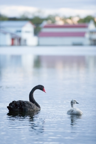 Swan and cygnet on a lake at dusk - Australian Stock Image