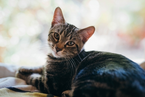 Tabby cat by the window - Australian Stock Image