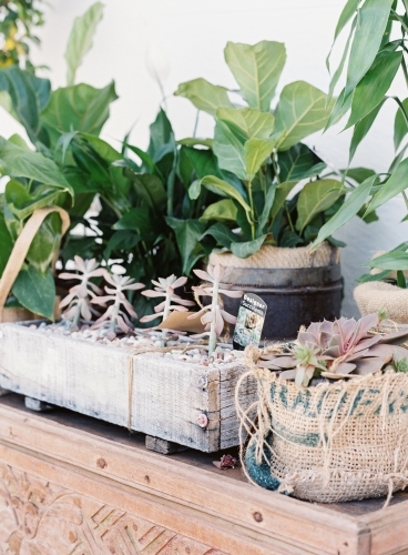 Table of pot plants and succulents - Australian Stock Image