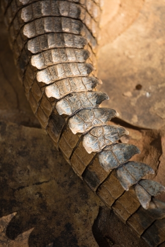 Tail section of a freshwater crocodile - Australian Stock Image
