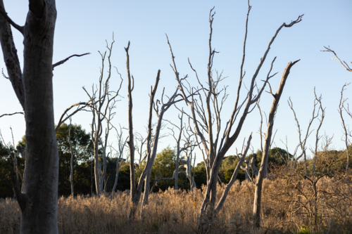 Tall bare trees in the wetlands - Australian Stock Image