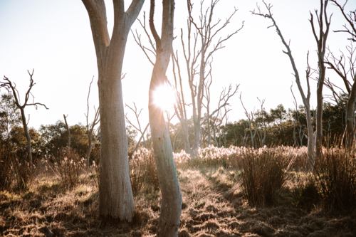 Tall Bare Trees in the wetlands during sunset - Australian Stock Image