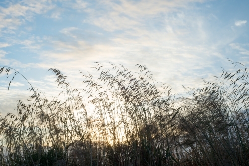 Tall grasses against sunrise on the coast - Australian Stock Image