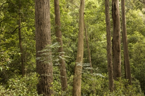 Tall, native forest scene with straight, vertical tree trunks and green undergrowth - Australian Stock Image