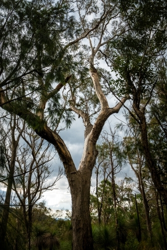 Tall tree with a thick trunk and multiple branches. - Australian Stock Image