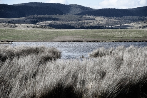 Tasmania wilderness with river and wild grasses landscape - Australian Stock Image