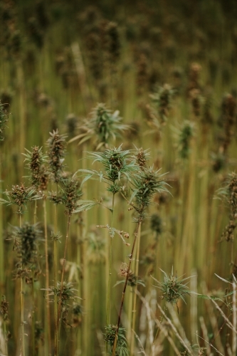 Tasmanian grown Hemp - Australian Stock Image