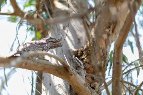 Tawny Frogmouth family - Australian Stock Image