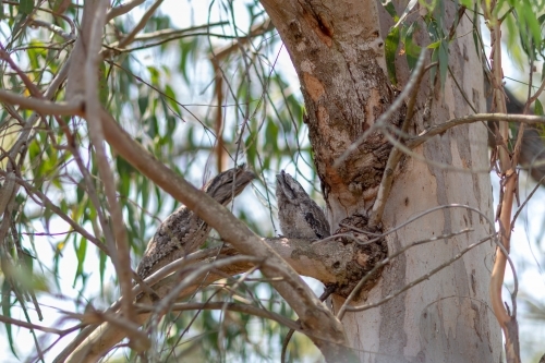 Tawny Frogmouth family - Australian Stock Image