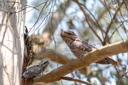 Tawny Frogmouth family - Australian Stock Image