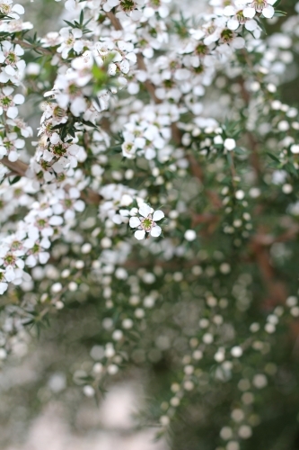 Teatree shrub in flower - Australian Stock Image