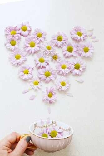 Teacup with pretty daisy flowers - Australian Stock Image