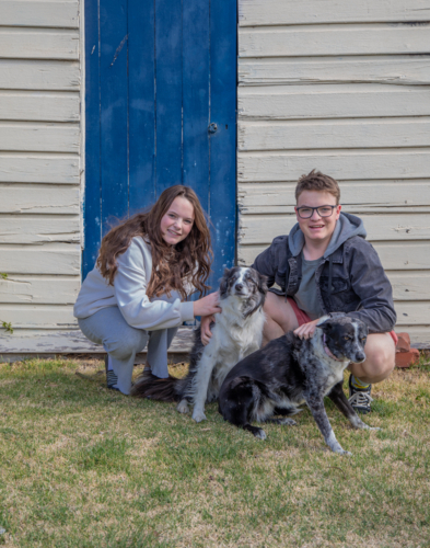 Teen boy and girl with two dogs - Australian Stock Image