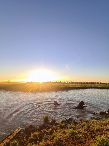 Teen boy and his dog swimming in dam at sunset. Summer life on the farm. - Australian Stock Image