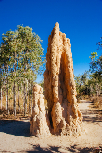 Termite mound in Litchfield National Park near Darwin in the Northern Territory, Australia - Australian Stock Image