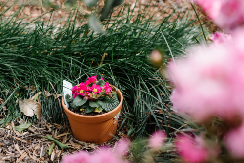 Terracotta pot with primrose flower on the ground with dry leaves. - Australian Stock Image