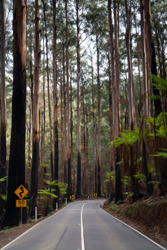 The Black Spur after Black Saturday bushfires near Healesville, Victoria, Australia - Australian Stock Image