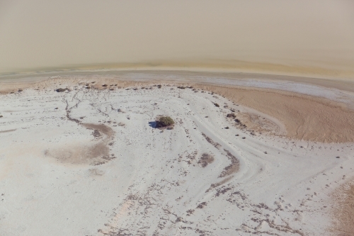 The edge of Lake Eyre with a lone bush - Australian Stock Image