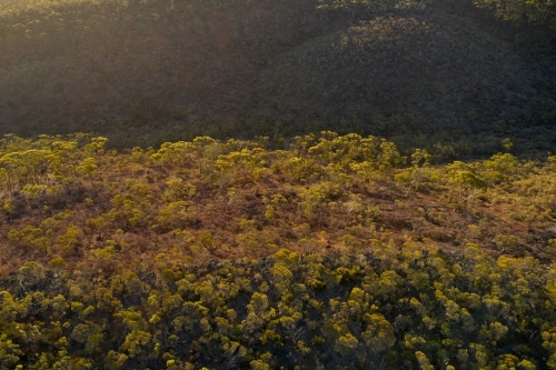 The evening sunlight shining on a ridge covered in trees in the Australian bush. - Australian Stock Image