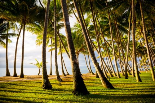 The famous idyllic beachfront of Palm Cove at sunrise in Queensland, Australia - Australian Stock Image
