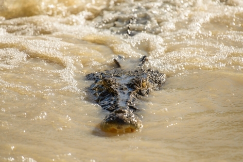 The head of a crocodile partially submerged in murky water - Australian Stock Image