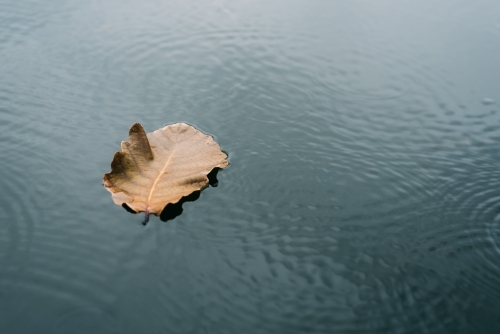 The leaves float on the water - Australian Stock Image