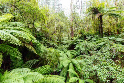The lush ferny surroundings along Don Rd near Healesville, and Launching Place in Victoria - Australian Stock Image
