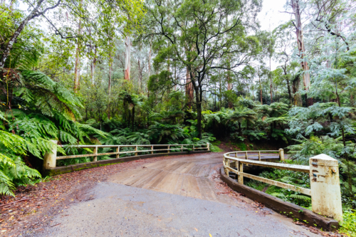 The lush ferny surroundings along Don Rd near Healesville, and Launching Place in Victoria - Australian Stock Image