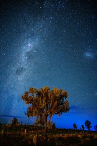 The Milky Way with a desert oak in the foreground - Australian Stock Image