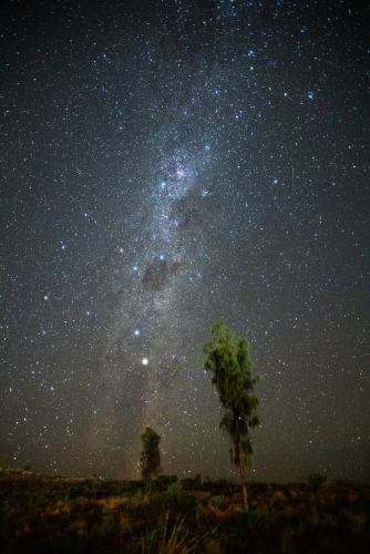 The Milky Way with two small desert trees in the foreground - Australian Stock Image