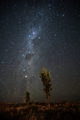 The Milky Way with two small desert trees in the foreground - Australian Stock Image