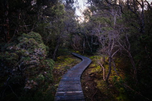 The popular Enchanted Walk and landscape on a cool spring afternoon in Cradle Mountain. - Australian Stock Image