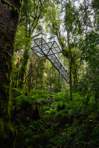 The public Rainforest Gallery on the slopes of Mt Donna Buang near Warburton Victoria - Australian Stock Image