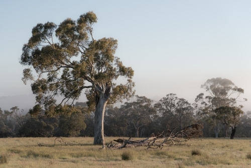 the resilient Australian ghost gum - Australian Stock Image