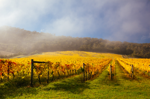 The sun rises through fog over autumn coloured vines in the Yarra Valley near Yarra Glen - Australian Stock Image