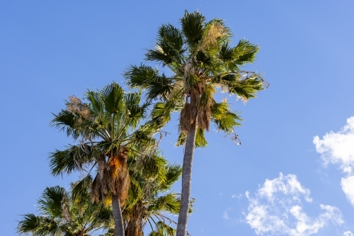 the tops of palm trees in blue sky with a hint of cloud - Australian Stock Image