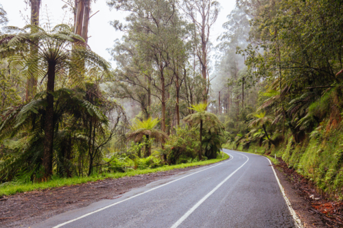 The Yarra Junction to Noojee Rd winds through ancient forest near Powell town - Australian Stock Image
