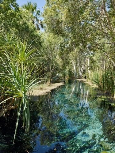 Thermal springs in the outback - Australian Stock Image