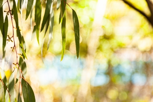 Thin silver blue gum leaves hanging from tree - Australian Stock Image