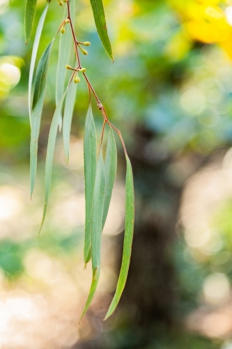 Thin silver blue gum leaves hanging from tree