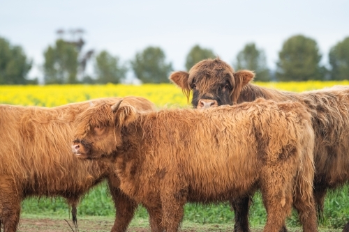 Three brown highland cows standing together in front of field of yellow flowers - Australian Stock Image