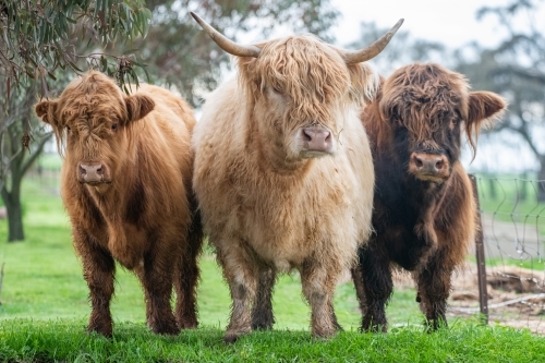 Three brown highland cows standing together in paddock - Australian Stock Image