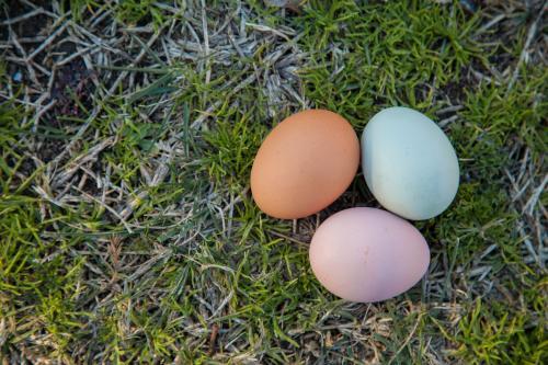 Three colourful eggs on the ground, brown, pink and blue - Australian Stock Image
